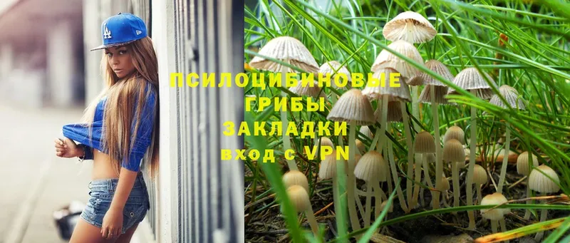 закладка  Электрогорск  Галлюциногенные грибы Psilocybine cubensis 